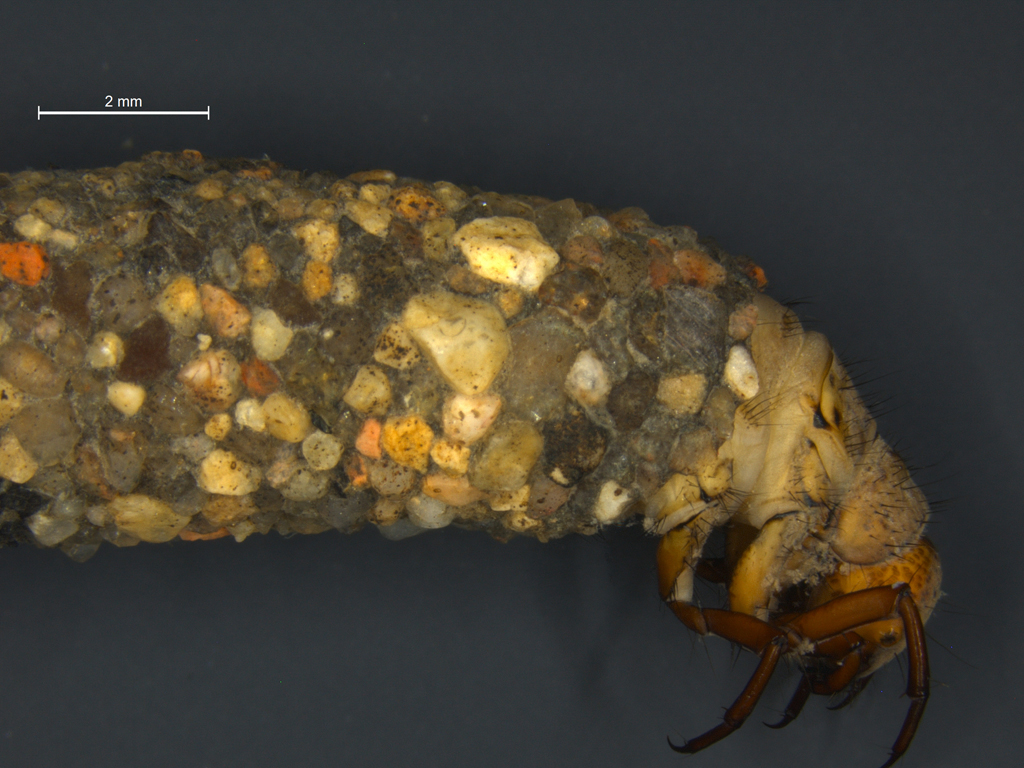 Potamophylax rotundipennis